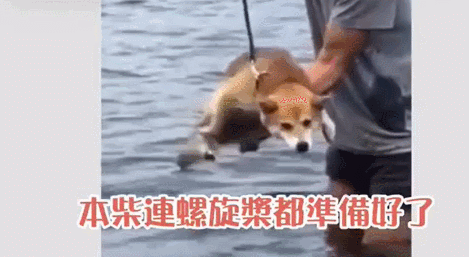 能将泳池玩出澡堂的感觉，大概只有这只狗了！