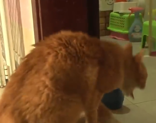 遭主人遗弃拒绝进食，幸得好心人帮助，世界上不止一个人爱你