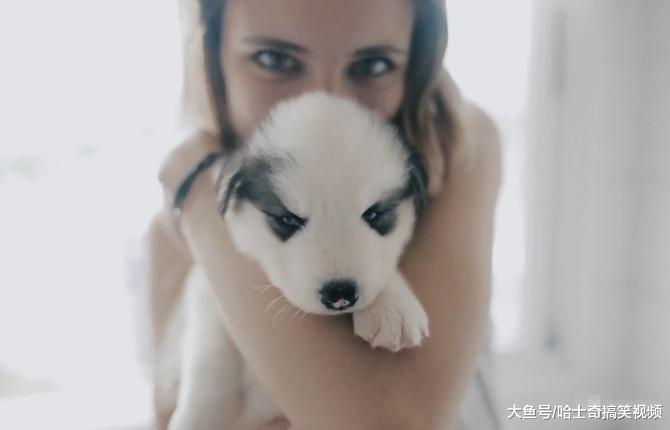 小二哈因长得“丑”被遗弃，妹子领养几天后，萌化主人的心