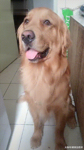 金毛出去玩回来后，脖子上竟被戴了一条项链，这是定情信物吗？