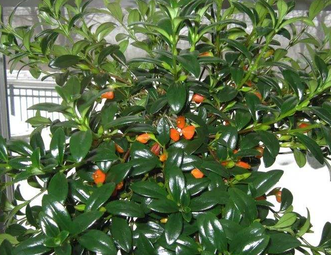 金魚吊蘭的日常養護方式，繁殖方法~