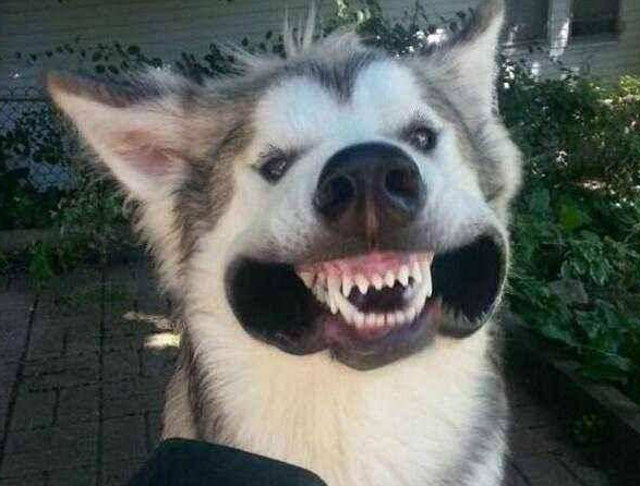 狗对着路人狂吠, 下一秒路人一个举动吓得狗狗扭头就跑: 人咬狗啦