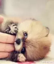 狗狗的“嘴劲控制”不是天生的!