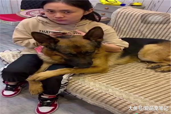 男主不想刷碗, 女主就让德牧用眼神瞪它, 网友: 神同步的死亡凝视