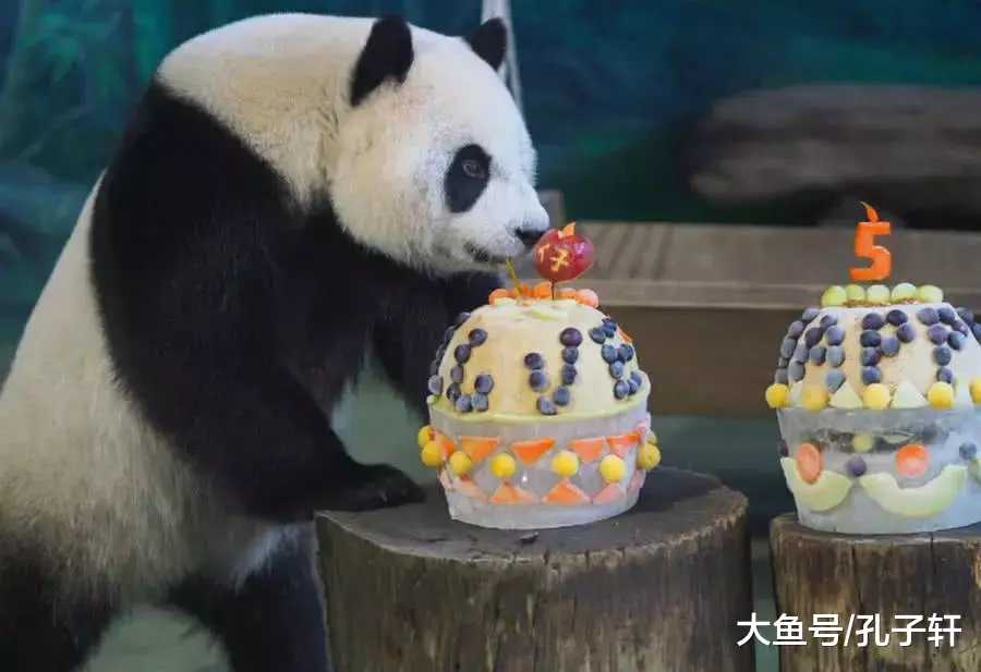 这年头连大熊猫都知道自己是“国宝”了, 没点“气势”怎么敢出来混!