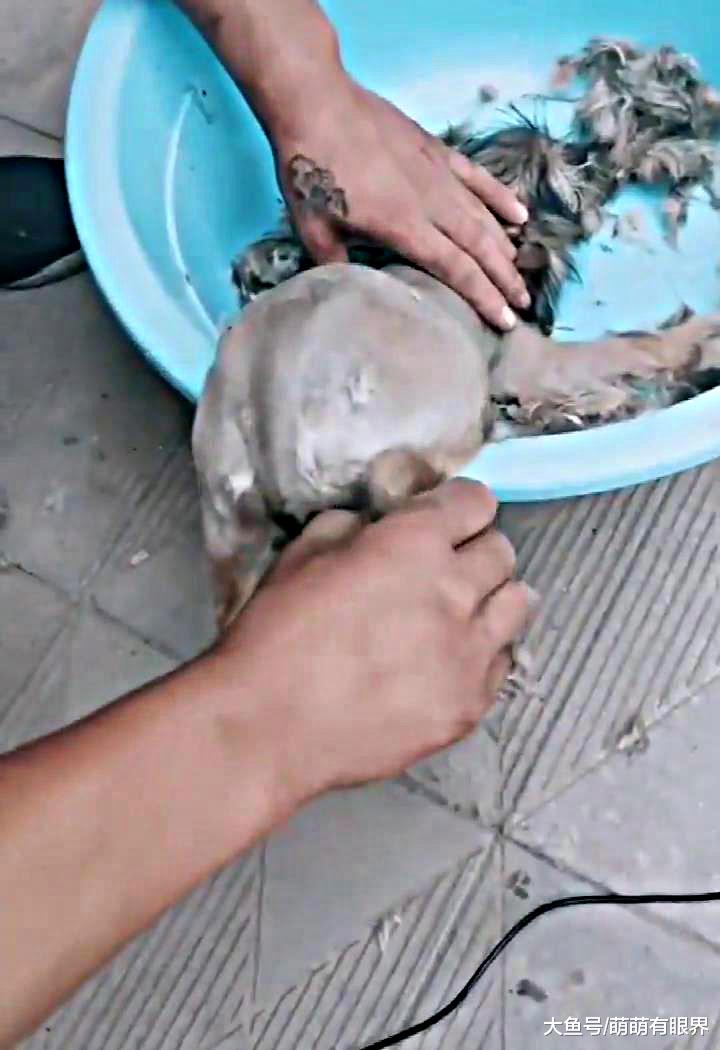 给小奶狗剃毛，剃着剃着睡着了，邻居：在杀鸡褪毛呢？