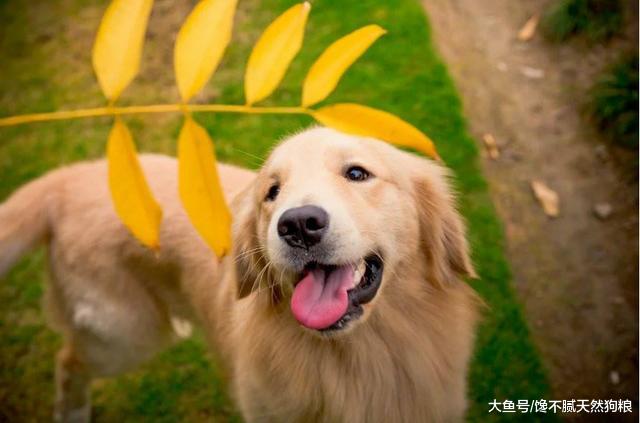 想要金毛犬毛发“柔顺、亮泽”？就需要做好这5点
