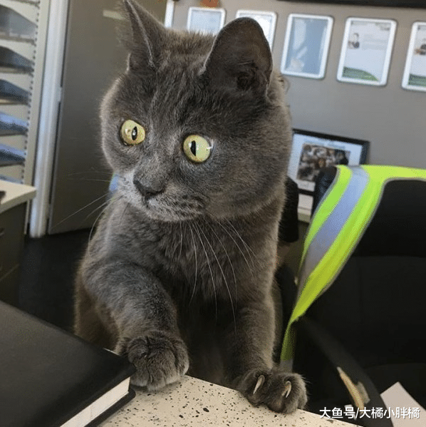 患病小猫时日无多，兽医建议将它安乐死，主人的坚持却创造了奇迹