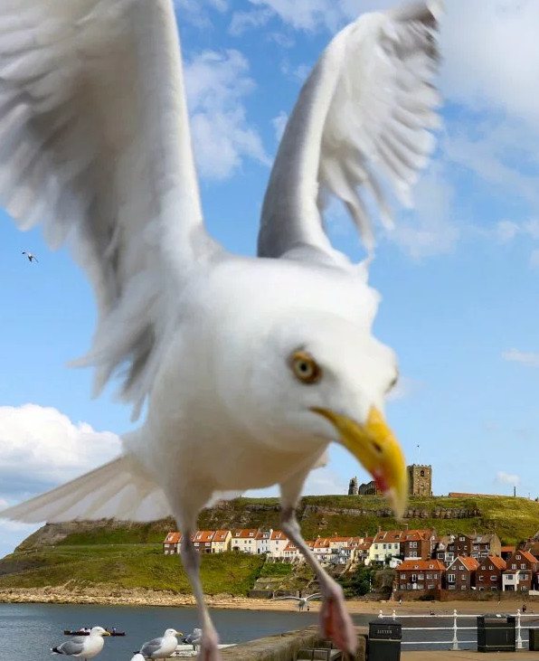 一群海鸥在杀死了她家狗的几天后，又袭击了两岁大的女儿！