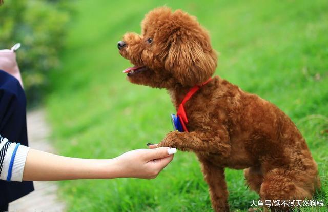 泰迪犬最看重的5樣東西，如果它讓你摸，說明它把你當自己人了！
