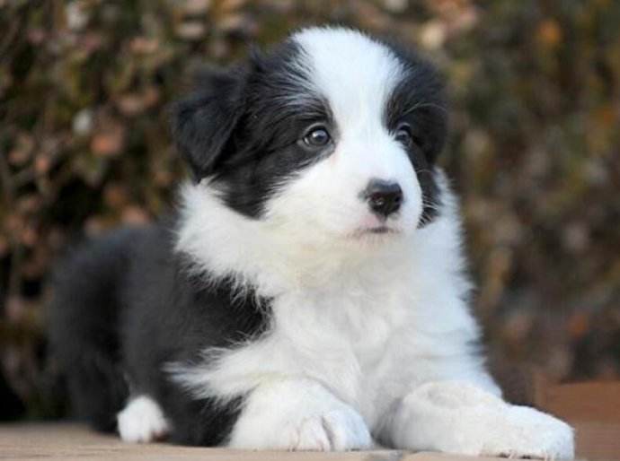 黑心宠物店大吃“狗血馒头”