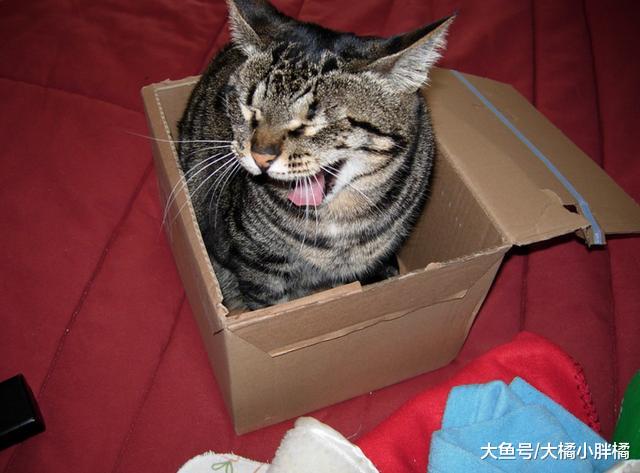 猫咪得了口腔炎不用怕，2种有效治疗方法，别忘了给猫咪改善伙食