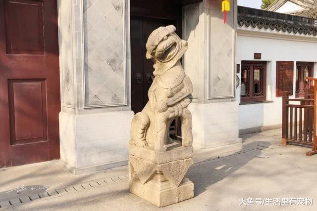 “呆萌可愛”石獅子，看到圖片網友大笑，是誰餓壞了你？