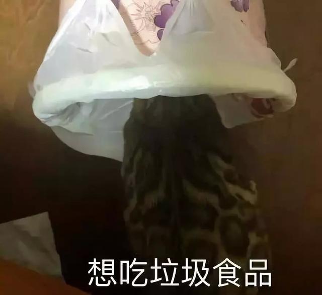 猫咪挑食？天性使然！酸甜苦鲜咸，谁才是猫最爱？