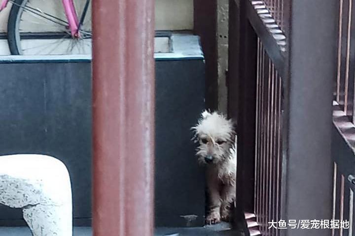 流浪狗钻进陌生人家里倒头就睡，好心人带它去医院，竟取出半盆寄生虫