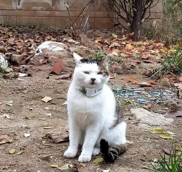 小奶猫来到沙滩上，顿时嗨了：好大的猫砂盆