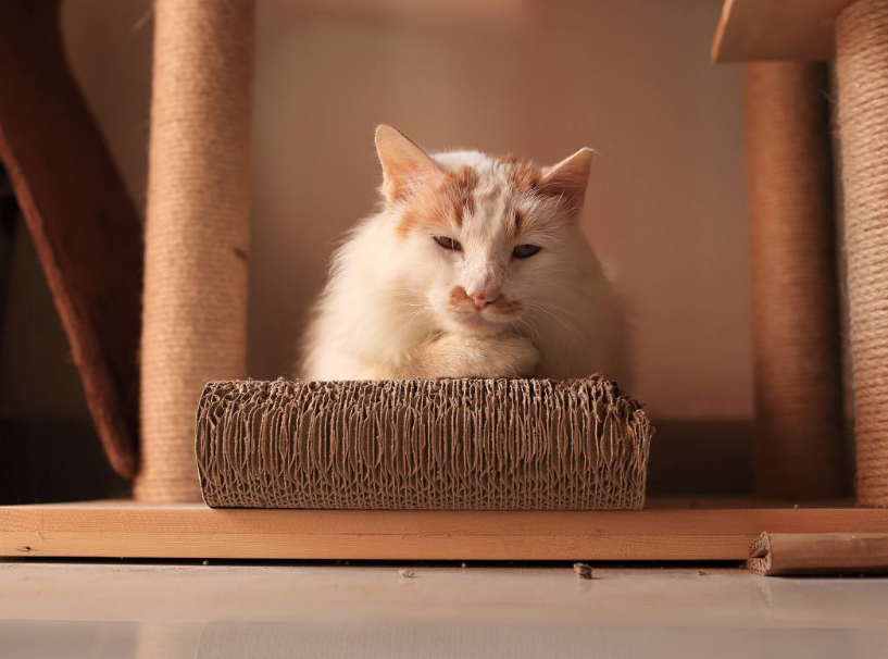 猫咪受伤化脓要注意什么？