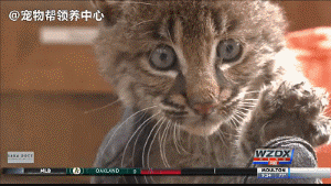 女子救了一只小流浪猫，邻居发现后慌张上门警告：快送走！