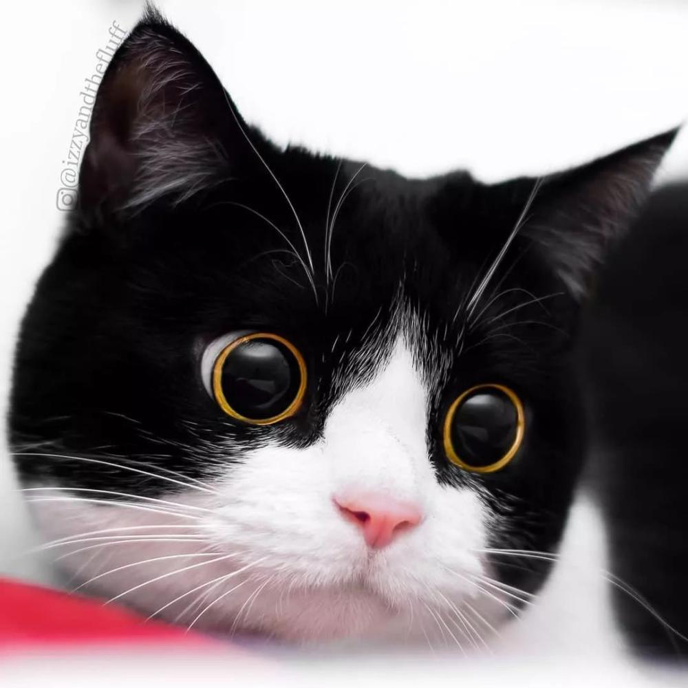 这只奶牛猫不仅会比心! 还有卡姿兰大眼睛