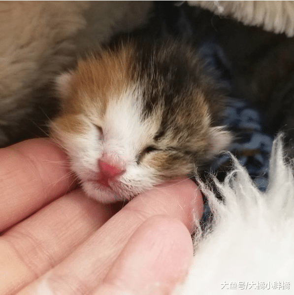 小猫失去了家人，公猫像对待亲生孩子一样照顾小猫，真的太有爱了