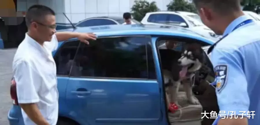 阿拉斯加贪玩跑出去，几天后警察打来电话，主人听了哭笑不得