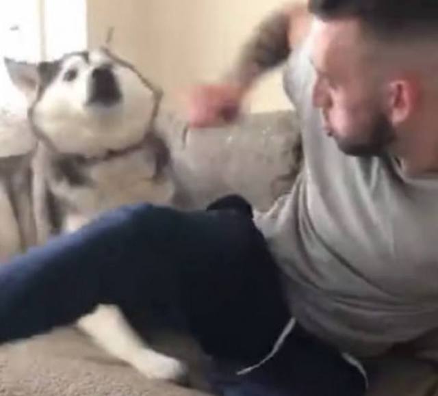 男子对着哈士奇放了一个屁，当它闻到臭味后，露出这样的表情！