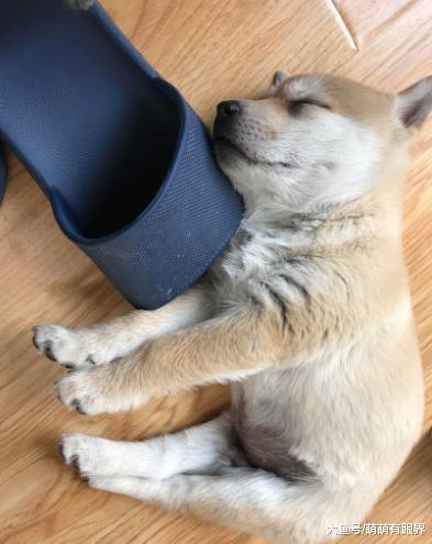 小柴犬一整天不吃不喝昏昏欲睡，以为病了，送去医院检查，结果笑翻