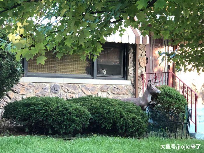 狗狗等主人下班等了十几年，它去世后，心碎主人分享了他们的故事