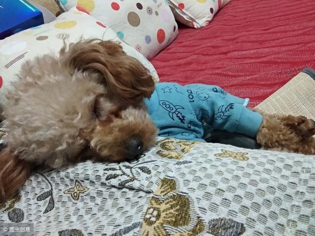 泰迪犬在这些地方睡觉，都有着对你爱的暗示！