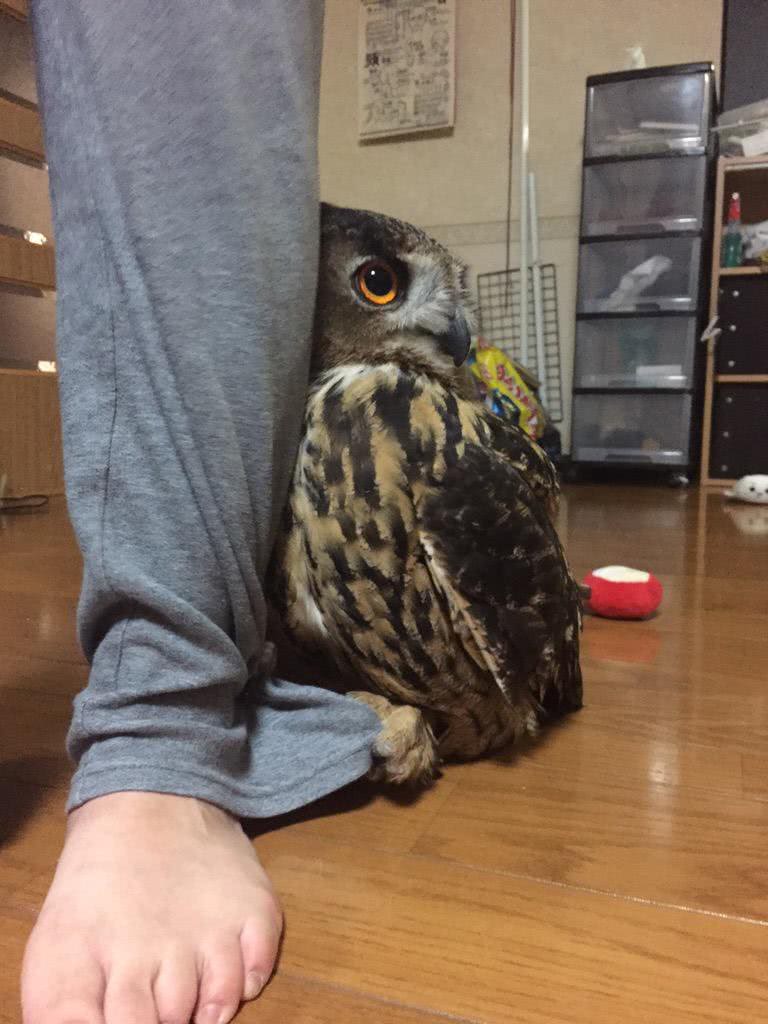 抓住一只怕生的猫头鹰，家里来客人害怕的抓紧主人裤脚，背影萌哭