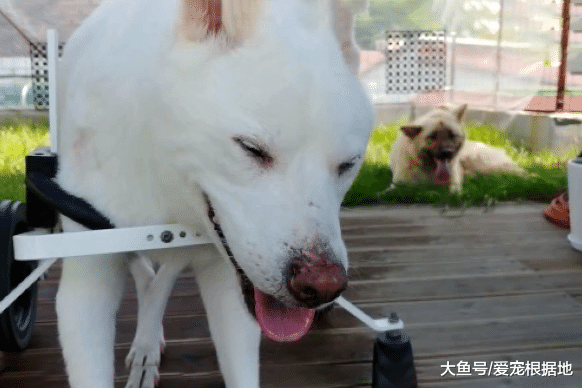 流浪狗被车撞后全身瘫痪，救命恩人用7年时间让它重新站起来！