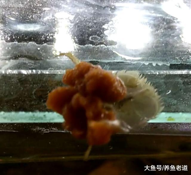 鸡肝、鸭肝、牛心、猪心还有一些海产品，都可以投喂观赏鱼吗？