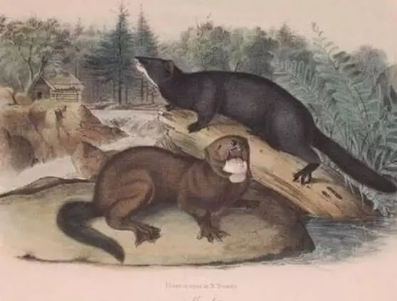 世界上“人为导致”灭绝的七大物种，最后一种原本竟有50亿只