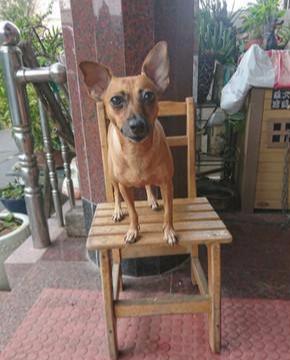 咦外面好像有动静，超小狗狗和同伴一起八卦，踩上箱子偷偷看门外