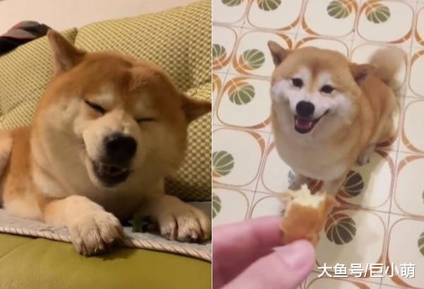 狗狗盯着小馒头流口水，只有一颗吃完就没了，到底吃不吃呢？