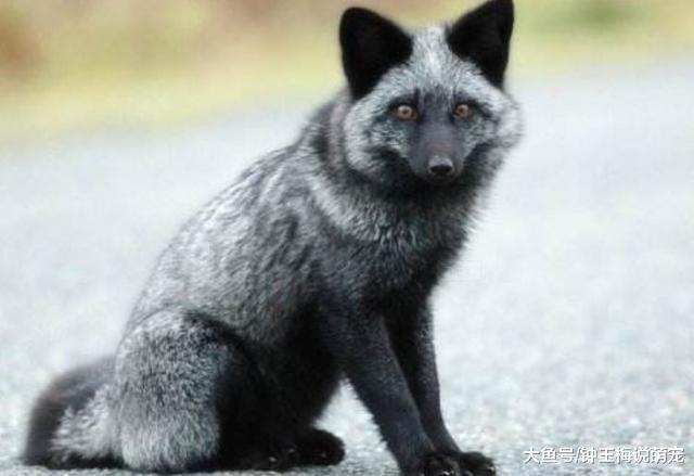 女孩在野外捡了一窝小奶狗，带回家养了7天，发现好像有点不对