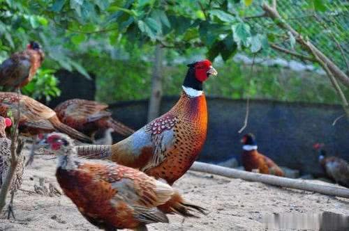 雜交水稻你聽得多，那雜交雞，你又聽說過沒？