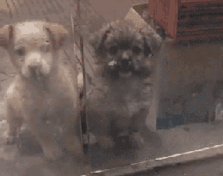 抱歉！连流浪狗都有的教养，有些人却没有…