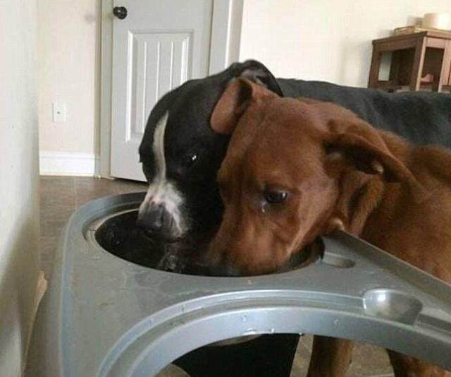 流浪狗看到同伴即将被安乐死，双手紧紧拥抱它，直到被收养才松手