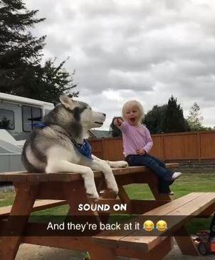 哈士奇与女孩聊天，一来一往嗷呜叫不停，原来是陪主人练发声