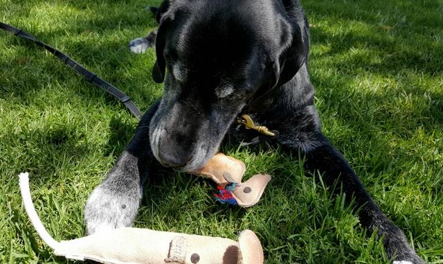 狗狗年纪大了，是选择让它窝在家还是带出去浪？哪种可以更长寿