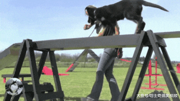 小警犬刚出生7周，就要参加训练课，却因太友善被开除学籍