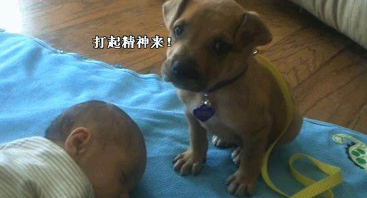 为了照顾睡着的小主人，狗狗困极了也不敢睡