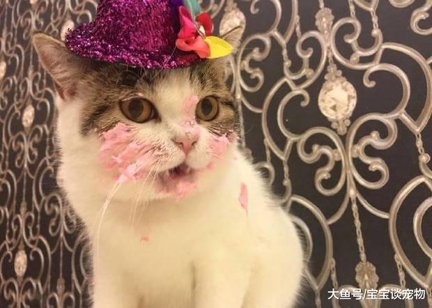 帮猫咪过生日，没想到牠吃了生日蛋糕后，超萌变化真的让人完全融化