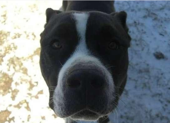 失踪了好几年的狗狗被找回，主人见到狗子时，再也忍不住泪崩了