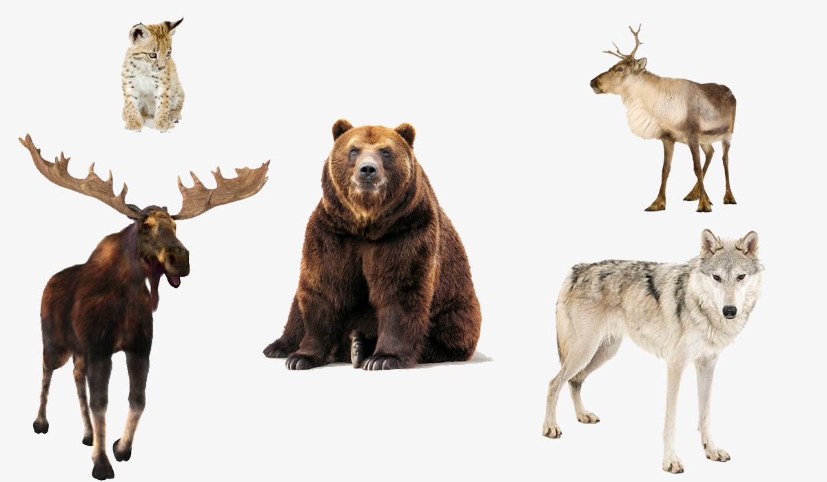 野生东北虎大都挤在西伯利亚一角，为何不向更深的内陆发展？