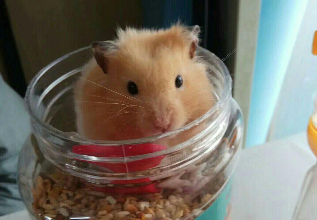 金丝熊想逃跑，出了笼子就被抓住了，作为贪吃鬼的仓鼠是跑不远的