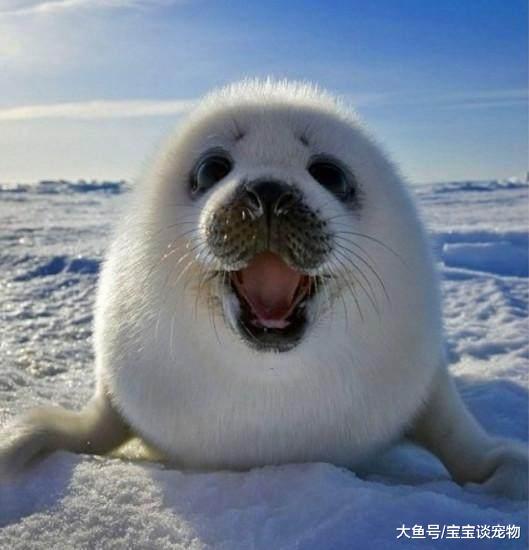 它们用体温去救人，可是人却利用它的善良进行杀戮