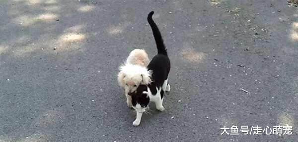 一起长大的狗狗失明了, 小护士上线: 以后我就是你的眼睛