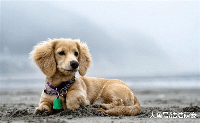 关于养狗的4个误区，只有都避开了，你才能把狗狗养好